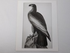 1966 John Audubon Birds America Set 7 Photographs for NY Historical Society Book