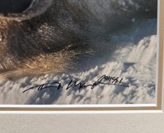 Thomas D. Mangelsen’s «Cool Hand Luke» Polar Bear, 215/950, Signed & Framed
