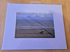 Eagle on the Beach 5″ X 7″ Unsigned Photograph on 8″ X 10″ White Cardboard Frame