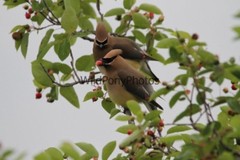 Cedar Waxwing Photo, Pick One Image – Various Sizes