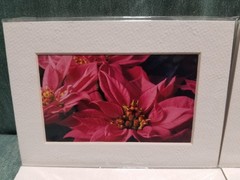 New Lot of 4 Matted 5×7 Photo Fine Art Print spring flower Tulip White Red