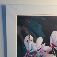 Gaura V by Duke PatDuke and Pat Brown Signed Matted Macro Botanical Flower Photo