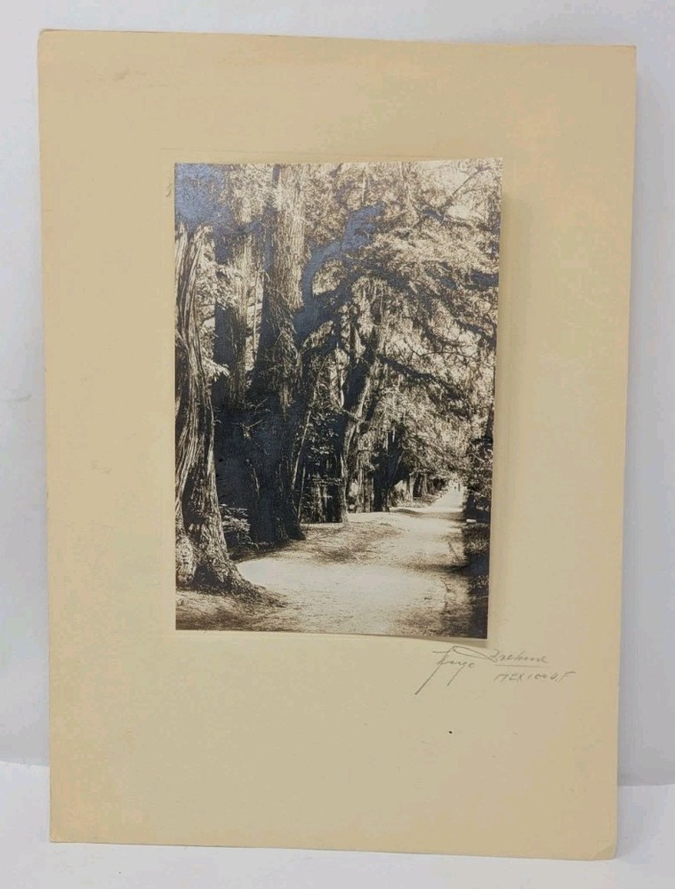 Hugo Brehme Photo Bosque de Chipultepec? Mexico Black & White Fine Art Signed