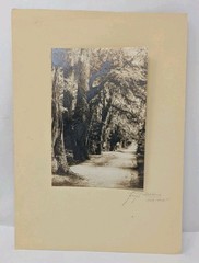 Hugo Brehme Photo Bosque de Chipultepec? Mexico Black & White Fine Art Signed