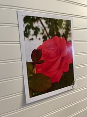 Garden Rose #11 – landscape photograph 8.5×11