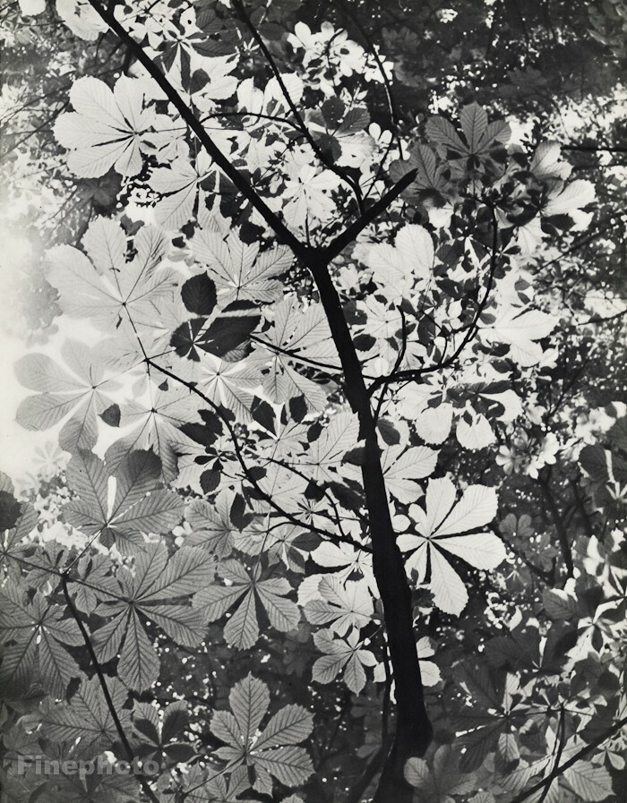 1939 Original Claude Sougez Vintage Sun Leaf Tree Botanical Nature Photo Gravure