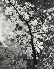 1939 Original Claude Sougez Vintage Sun Leaf Tree Botanical Nature Photo Gravure