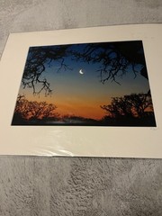 Slice of Moon over Trees Morgan California Matted Art Photograph Kevin Fox 2007