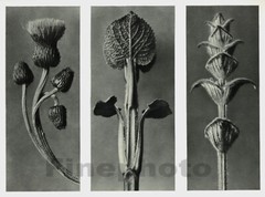 1929 Original Vintage BOTANICAL PLANT Flower Abstract Photo Art KARL BLOSSFELDT