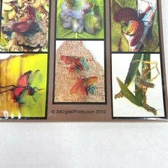 Collectors Insects 3-D 3D Photographs Set Art Phantom Image Barry Rothstein New