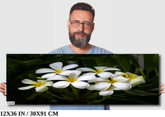 Blooms of Eternity: Hawaiian White Plumeria Flower Photography Wall Art Nature
