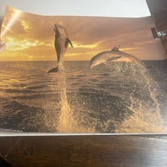Artwork Wall Art By Tom Brakefield “Freedom Dance” 20×16 Dolphins Ocean Sunset