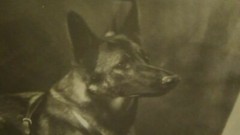 Dog Art Collectibles Dog Photograph Antique Collectibles Images 