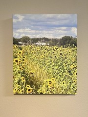 Sunflower Fields-Art Photography