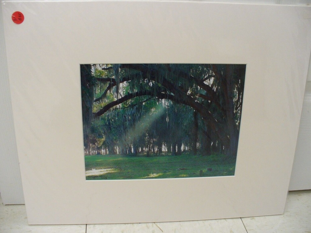 MATTED PHOTOGRAPHY Florida Everglades Tree by Larry Santucci Acid Free Art 16×20