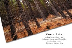 Pine Trees Photography Print: Mississippi Forest Southern Landscape Photo