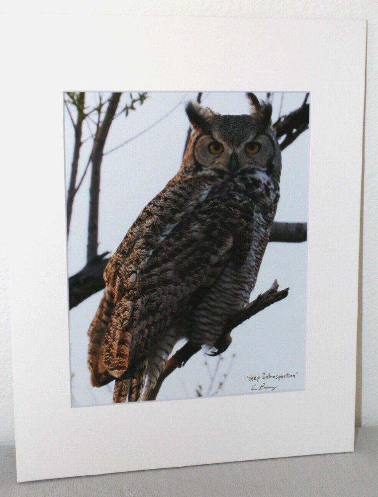 Great Horned Owl Wildlife Photo 8″ x 10″ in 11″ x 14″ Matte Signed by Kim Barry