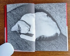 Nobuyoshi Araki Chiro My Love Photo 1992 Cat Photograph