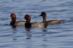 RedHead Duck Photo, Pick One Image – Various Sizes