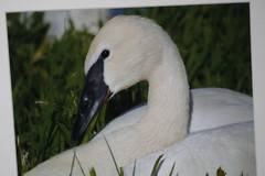 Trumpeter Swan Wildlife Photo 8″ x 10″ in 11″ x 14″ Matte Signed by Kim Barry