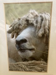 Photo Art Long-Haired Sheep “Jena Studio” 3X5 MATTED TO 5X7