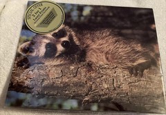 Angel Graphics Laser Prints Raccoon On Tree Raccoon Drinking Lot Of 2