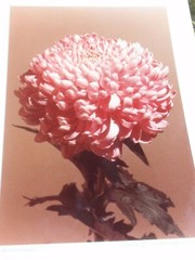 LOT 3 ORIGINAL COLOR PHOTOGRAPHS OF PLANTS FLOWERS SPECIES 14.5 X 10.25 INCHES