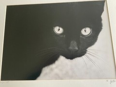 Black Cat. Stunning «Dragon Cat» by famous photographer, Ron Jaffe