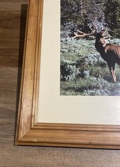 Vintage Deer In Velvet Made In USA Wood Framed Wildlife Photography Print
