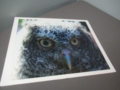 New Photographic of Close Up of An Owl – Color – 13″ x 16″ – e6 em