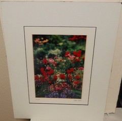 DON GALE «TULIPS» HAND SIGNED COLOR PHOTOGRAPH