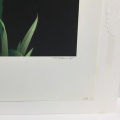 Original Photogravure By Sandi Daniel ( Tiger Lily) Limited Ed. 2002 19” X 13”