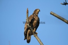 Eagle Photo 1, Pick One Image – Various Sizes