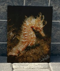 Seahorse Craig Dietrich Underwater Photography Metal Art Picture 11” X 14”