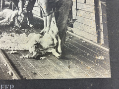 ANTIQUE AGRICULTURAL SHEARING SHEEP.SOUTH WALES, AUSTRALIA. TONED SILVER PRINT.