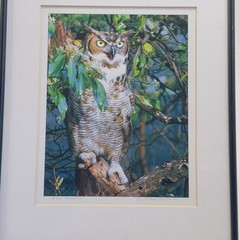 Framed Great Horned Owl Photograph By Anthony Hathaway Print #11-3 14×11