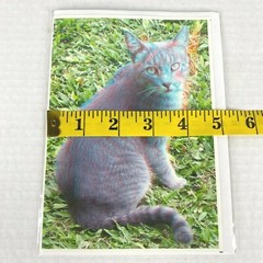 Gray Kitty Cat Hotel 3-D 3D Photograph Art Phantom Image Barry Rothstein New