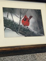 Two Signed Numbered Framed Bird Photographs Cardinal Bluebird By E.J. Kowalski