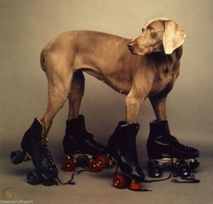 WILLIAM WEGMAN ‘Roller Rover’, 1987 SIGNED Ltd. Ed. Photograph 14 x 11 in. *NEW*