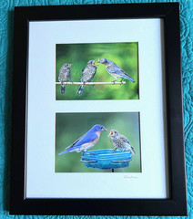 2 Original 5×7 inch Bluebird Photographs in 13 x16 inch Black Frame