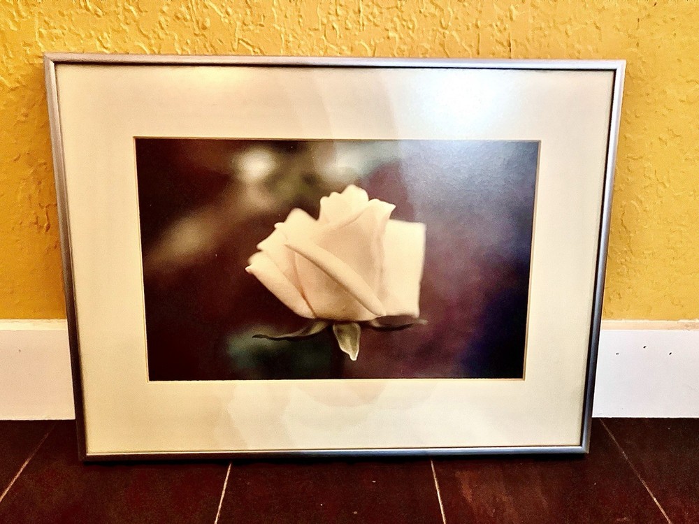 Framed Art Photograph of Rose titled «Queen of Show» by artist DG Pennachio 1980