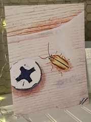 Cucumber Beetle- landscape photography 8.5×11