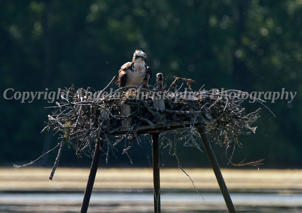 Original ACEO photo fine art print 2.5 x 3.5 inch OSPREY NEST bird mom with baby