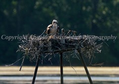 Original ACEO photo fine art print 2.5 x 3.5 inch OSPREY NEST bird mom with baby