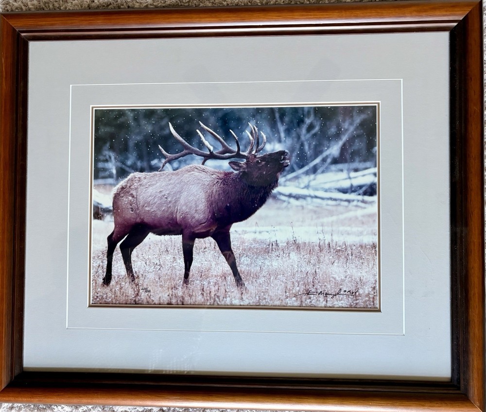 Yellowstone Park ~ Bugling Elk #620/950 ~ 1984 ~ Thomas Mangelsen