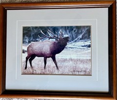 Yellowstone Park ~ Bugling Elk #620/950 ~ 1984 ~ Thomas Mangelsen