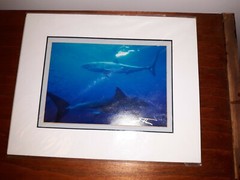Great White Sharks, signed/matted 8×10 photograph by Mark J. Thomas