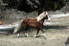 Chincoteague Pony Photo -Stallion Riptide- Pick One Image -Various Sizes