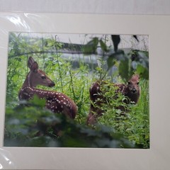 Young Fawns, Baby Deers Wildlife Photography, Animal Photo Print Nature Wall Art