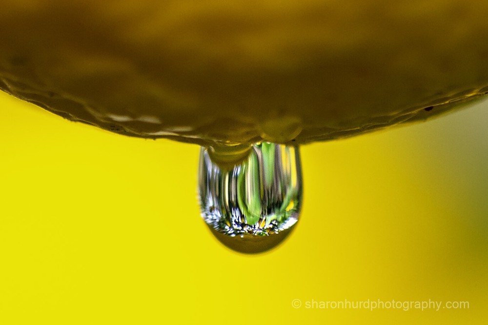 Water Droplet ￼photography print photo nature wall decor